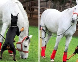 Doberman Becomes A “Horse Whisperer” & Volunteers To Protect His Favorite Horse