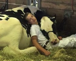 They Didn’t Take The Prize Home, But A Boy And His Cow Won Over Some Hearts