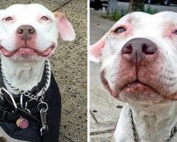 Pit Bull Hasn’t Stopped Smiling Since The Day He Was Rescued & It’s Been 12 Yrs
