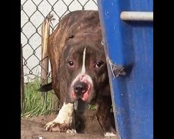 “Ugly” Homeless Pit Bull Just Wants To Be Loved, But Kids Throw Rocks At him