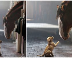 Budweiser’s Back: Clydesdale & Labrador Puppy Reunite In New Heartfelt Commercial