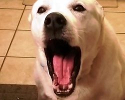 “Talking” Dog Engages In Hilarious Conversation & Sassily Shuts Up His Humans