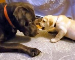 Dog Who Always Wanted To Be A Daddy Gets To Spend Time With His Newborn Puppy