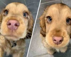 Cocker Spaniel With Irresistible, Hazel-Colored Eyes Looks Like A Real-Life Disney Character