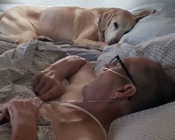 Air Force Veteran And His Loyal Dog Pass Away Within Hours of Each Other