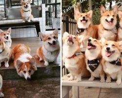 This Corgi Café That Lets Guests Play & Cuddle With Corgis Is Every Dog Lover’s Dream