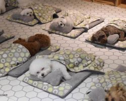 Doggy Daycare Shares Adorable Photos Of Pups Sleeping Together