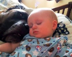 Restless Baby Hears His Dog Snoring And Instantly Falls Into A Deep Slumber