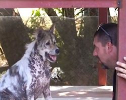 Dog Told He’s Getting Adopted After 4-Years In Shelter, Does Cutest Happy Dance Ever