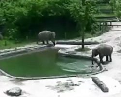Elephants See Little Calf Drowning & Selflessly Jump Into The Water To Save Him