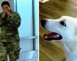 Soldier Was Hoping To Reunite With The Puppy She Saved, But She Ran Out Of Time