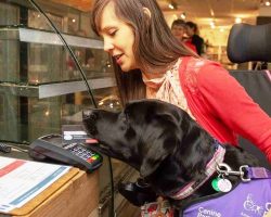 Assistance Dog Helps Disabled Lady By Taking Care Of The Entire Payment Process