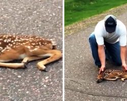 Man Sees Fawn With Twisted Limbs Frozen On The Road As Cars Keep Speeding By