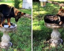 Family Discovers A “New Kind Of Bird” Drinking & Cooling Off In Their Bird Bath