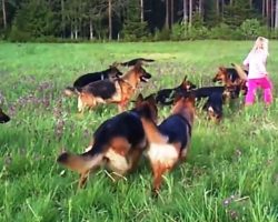 5-Year-Old Runs Into Open Field & 14 Large German Shepherds Begin “Chasing” Her