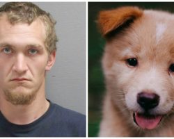 Woman’s Boyfriend Beats Her Pup To Death Because Pooch Chewed His Headset