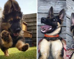 31 Pics Of German Shepherds To Put A Smile On Your Face