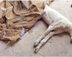 Man Noticed Dog That Starved To Death, Covered Him And His Head Popped Up