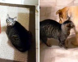 Cat Weeps Beside The Door After His Blind Dog Best Friend Abruptly “Disappears”