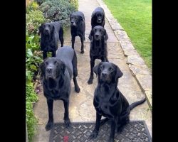 Dogs Display Their Best Behavior As They Patiently Wait To Be Called Out By Name