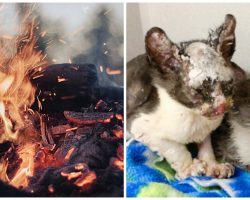 Police Find Box Of 9 Kittens Set On Fire & Rush To Free Them From Torture