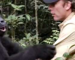 Man Dares To Enter Gorilla Forest Hoping The Gorilla He Saved Will Remember Him