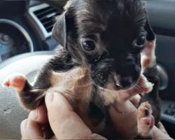 Malformed Puppy Rejected By Her Mom And Owner Is Discarded Like Trash