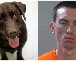 Man Breaks Into Ex-Wife’s Home, Throws Her Crated Dog Into A Fire In Angry Rage