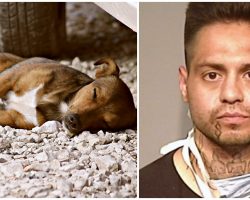 Driver Intentionally Hits & Kills Man’s Dog After Man Yelled At Him For Speeding