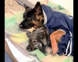 Puppies Stuck In Lockdown & Isolation Find The Coziest Way To Spend Their Time