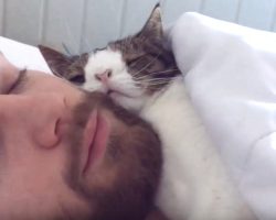 Unwanted Shelter Cat Gets A Chance, Cuddles With Rescuer In Sleeping Routine