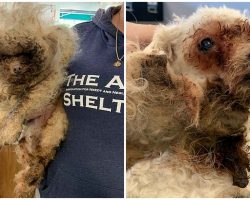 Neglected For 10 Years, Senior Dog Had Maggots Crawling In His Infected Skin
