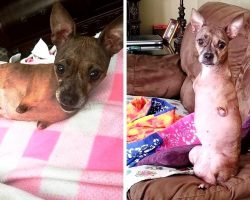 2-Legged Dog Rejected For 8 Yrs And Returned 3 Times Begs For A Chance At Life