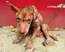 10-Yr-Old Deaf-Blind Dog Is Abused All Life & Thrown Away When His Limbs Give Up