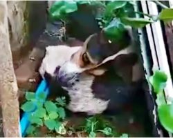 She Uses An Old Fence To Keep Her Head Up, Too Starved To Sit Up On Her Own