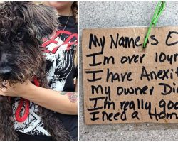 Old Blind Dog Sat On Concrete In Hot Sun, Tied To A Pole With A Note