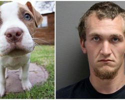 Angry Man Kills Girlfriend’s Puppy For ‘Chewing On His New Xbox Headset’
