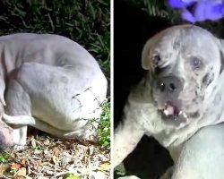 Sick Dog Dumped In Deserted Wetland Sees A Light Flashing On Him And Looks Up