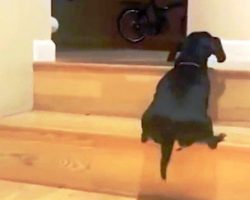 Dachshund Dramatically Struggles To Climb Up The Stairs But She Doesn’t Give Up