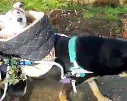 Two Disabled Dogs Are Called “Burdens” & Discarded, They Meet & Become Friends