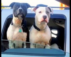 Woman Greets 2 Dogs At Traffic Stop, Then She Sees Between The Dogs’ Shoulders