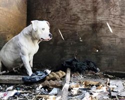 Dad Dies & Dog Is Chained To Same Spot For 5 Yrs, Breaks When She Makes A Friend