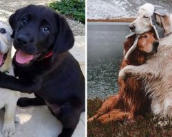 10+ Heartwarming Pics Of Dogs Hugging Their Soulmates