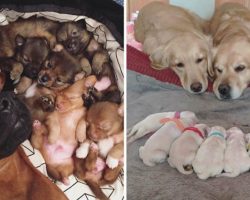 10+ Heartwarming Pics Of Proud Dog Parents Posing With Their Newborn Puppies