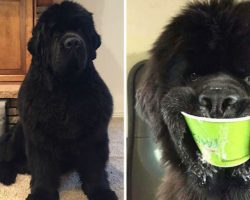10+ Hilarious Pics That Show Just How Enormous Newfoundland Dogs Are