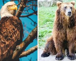 10 Strangest Pets Owned By Presidents Through History – Who Would Have Thought