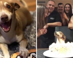 13-Year-Old Senior Dog Couldn’t Be Happier That His Family Remembered His Birthday