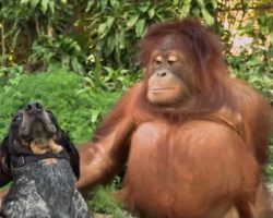 1-Minute Animal Compilation of ‘Unlikely’ Friends Coming Together, Humans Should Take Notes