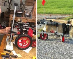 92-Year-Old Retired Veterinarian Has Been Making “Wheelchairs” For Paralyzed Animals For Over 60 Years