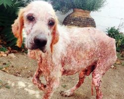 Dog Eaten Alive By Parasites, Stares At Newlyweds & Asks Them To Take His Pain Away